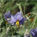 silverleaf nightshade