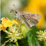 skipper with curled proboscis mouthparts