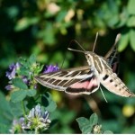 whitelined_sphinx moth feeding on alfalfa