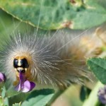 yellow woolybear caterpillar eating alfalfa