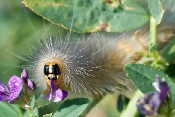 Yellow woolybear caterpillar eating alfalfa