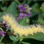yellow woolybear caterpillar on alfalfa