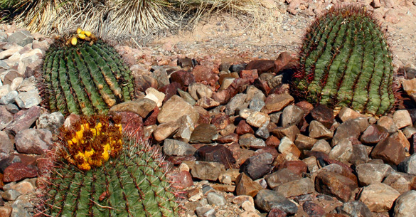 cactus_garden_01_Barrel Cacti