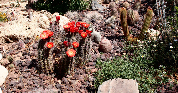 cactus_garden_03_Claret Cup (2)