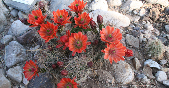 cactus_garden_05_Claret Cup