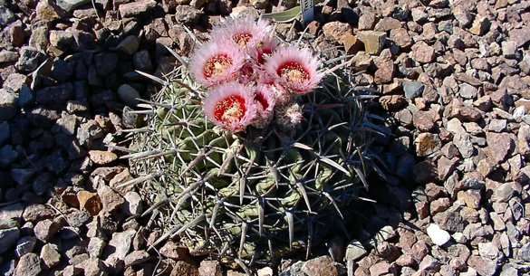 cactus_garden_07_Horse Crippler