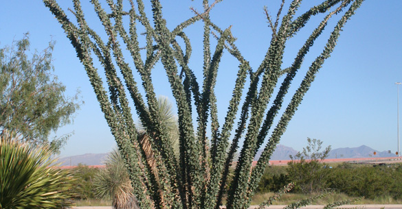 cactus_garden_11_Ocotillo