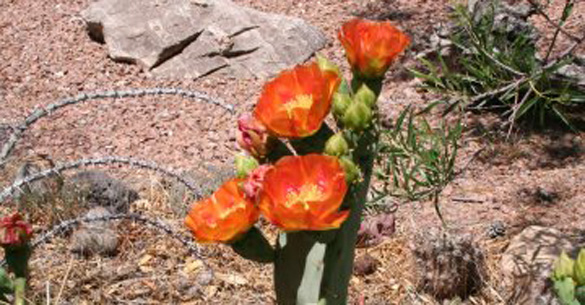 cactus_garden_12_Opuntia