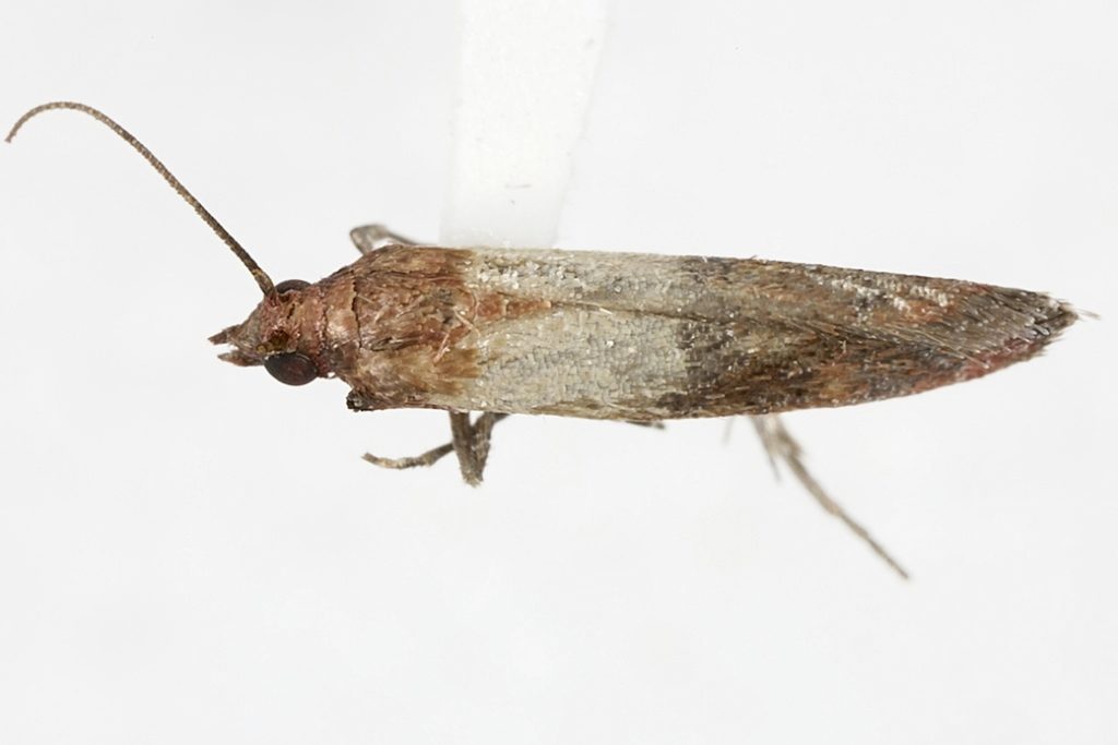 Indian Meal Moth