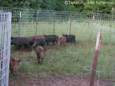hogs Herded toward the trailer