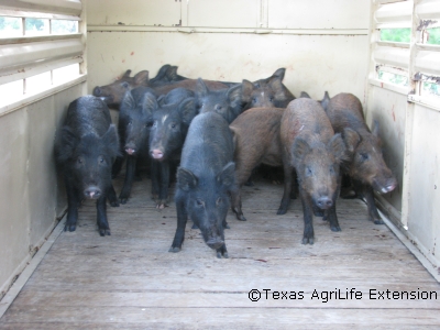 Feral hogs in a trailer