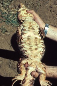 Tupinambis rufescens belly