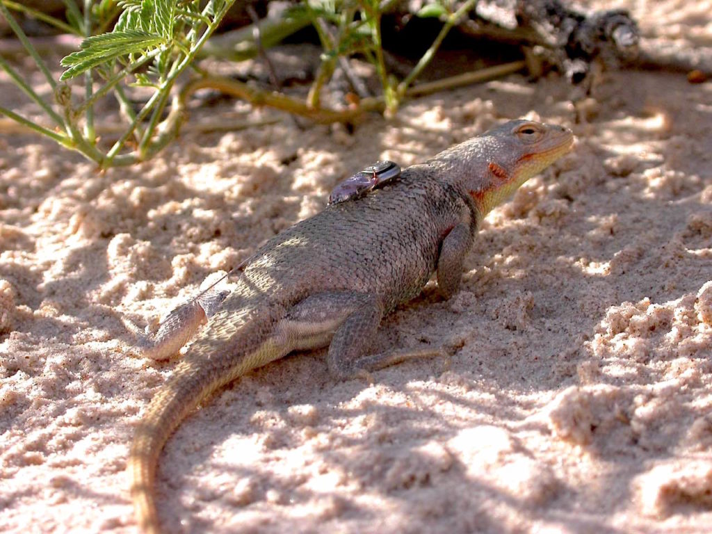 Dunes Sagebrush Lizard Research Program Summary And Publications | The ...