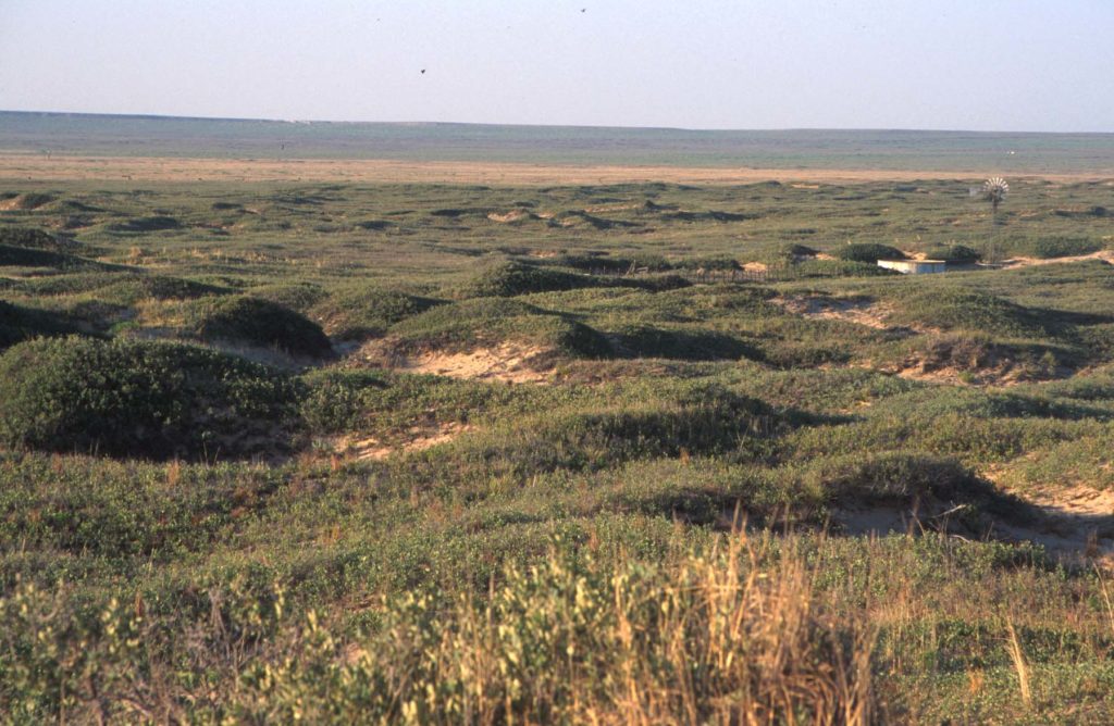 Dunes Sagebrush Lizard Research Program Summary And Publications | The ...