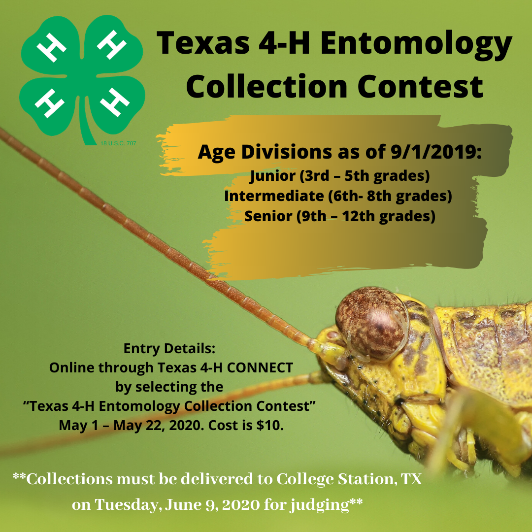 Texas 4-H Entomology Collection Contest