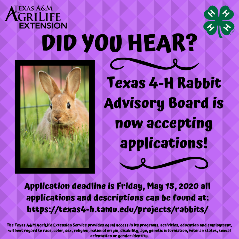 Rabbit Advisory Board Applications