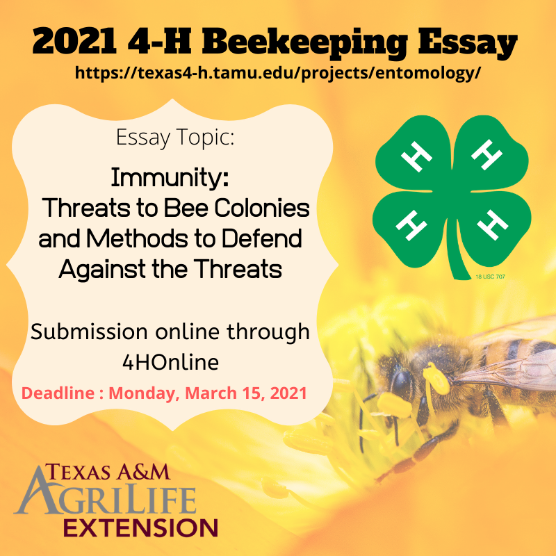 Beekeeping Essay
