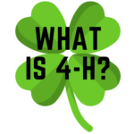 What is 4-H