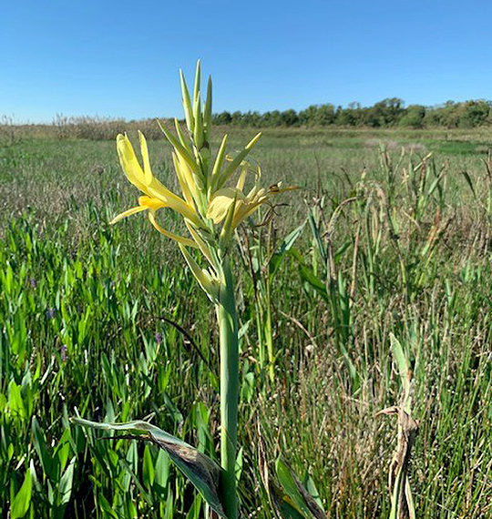 Sheldon_Lake_State_Park_Cana_2