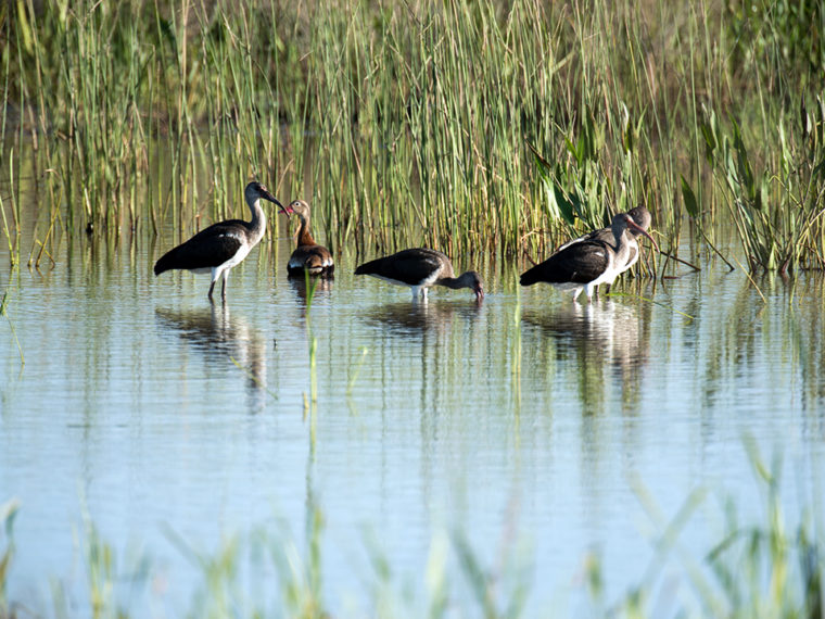 Sheldon_Lake_State_Park_Ibis_and_Whistling_Duck