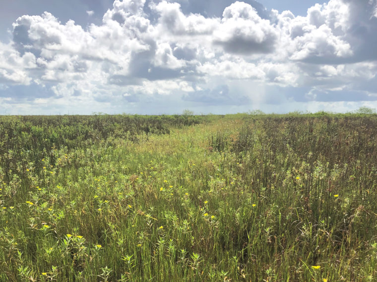 Anahuac National Wildlife Refuge - Freshwater Wetland Project, Pintail Unit