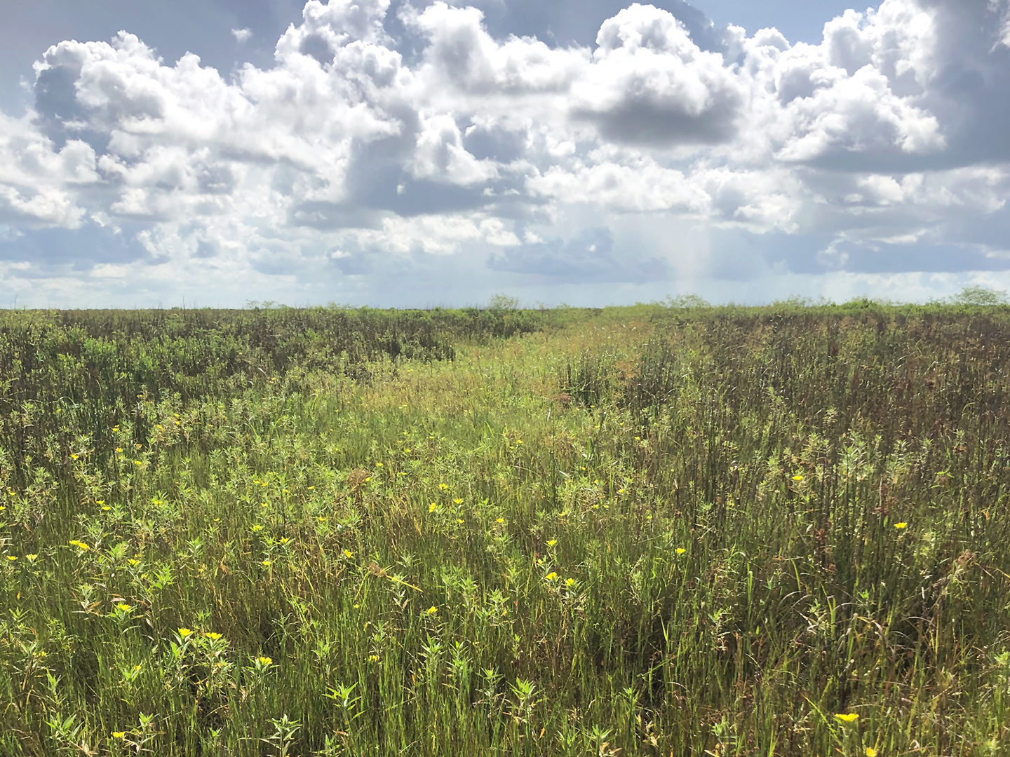 Anahuac-NWF-freshwater-wetland-project-Pintail-Unit