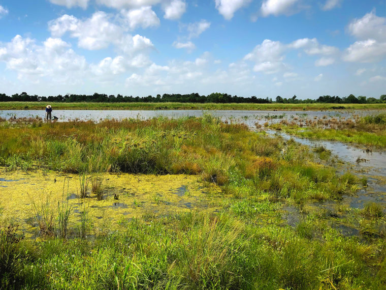 Sheldon Lake State Park Freshwater Wetland Restoration