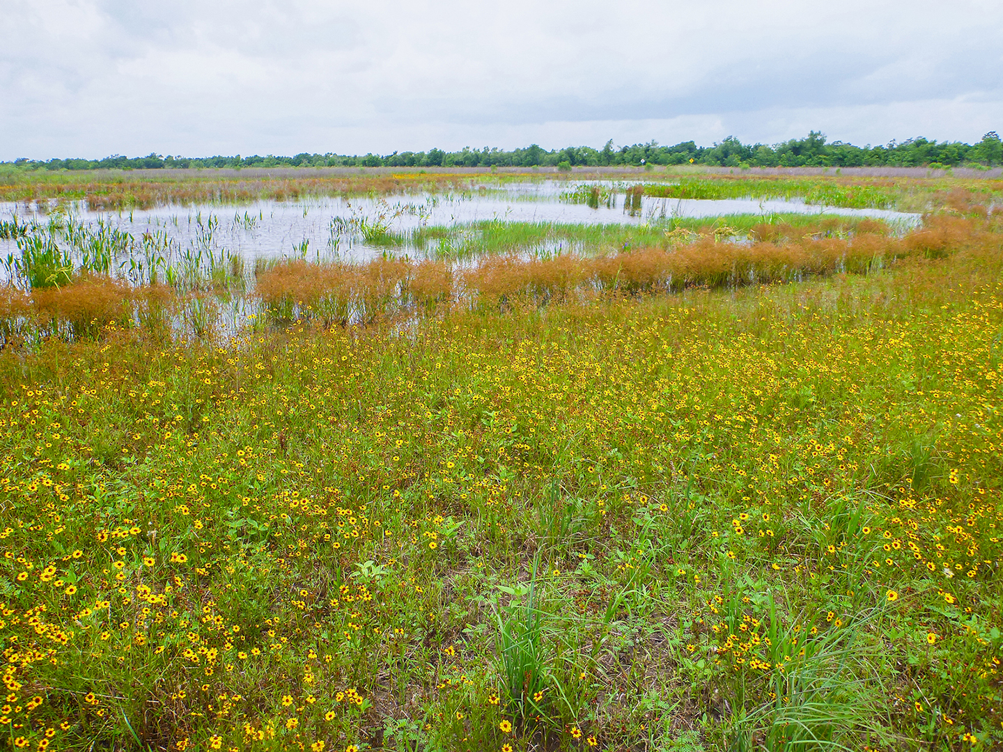 Sheldon-Lake-State-Park-Freshwater-Wetland-Restoration-Bittern-flowers