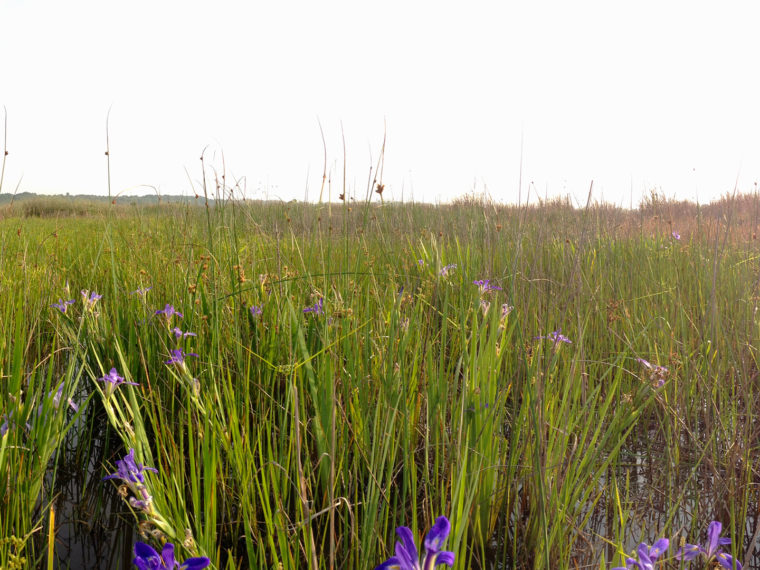 Sheldon Lake State Park Freshwater Wetland Restoration, Pond 5