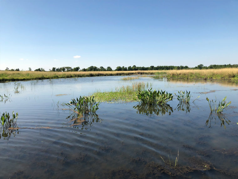 Sheldon Lake State Park Wetland Restoration, Pond 3