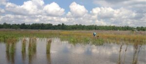 Man standing in a coastal Texas wetland pond