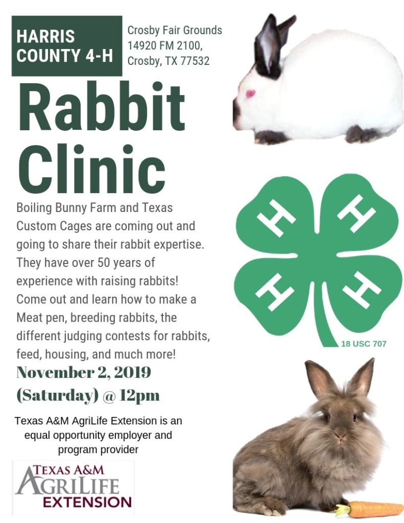 Rabbit Clinic