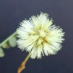 Roemer Acacia Flower