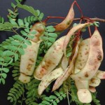 Roemer Acacia Fruit