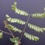 Roemer Acacia leaves