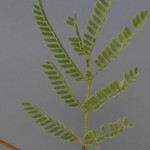 Huisache Leaves