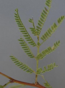 Huisache Leaves