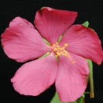 Rock Rose Flower