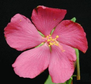 Rock Rose Flower