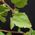 Rock Rose Leaves