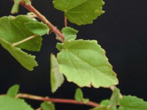 Rock Rose Leaves