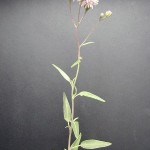 Rose Palafoxia Branch