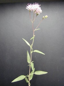 Rose Palafoxia Branch