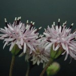 Rose Palafoxia Flower