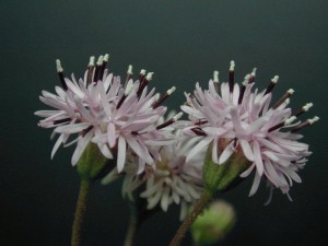 Rose Palafoxia Flower