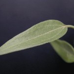 Rose Palafoxia Leaf