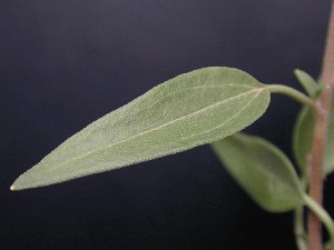 Rose Palafoxia Leaf