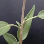 Rose Palafoxia Stem