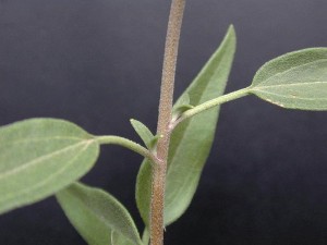 Rose Palafoxia Stem