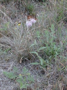 Rose Palafoxia